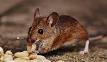 24 Hour & Emergency Exterminators in Camden, NJ